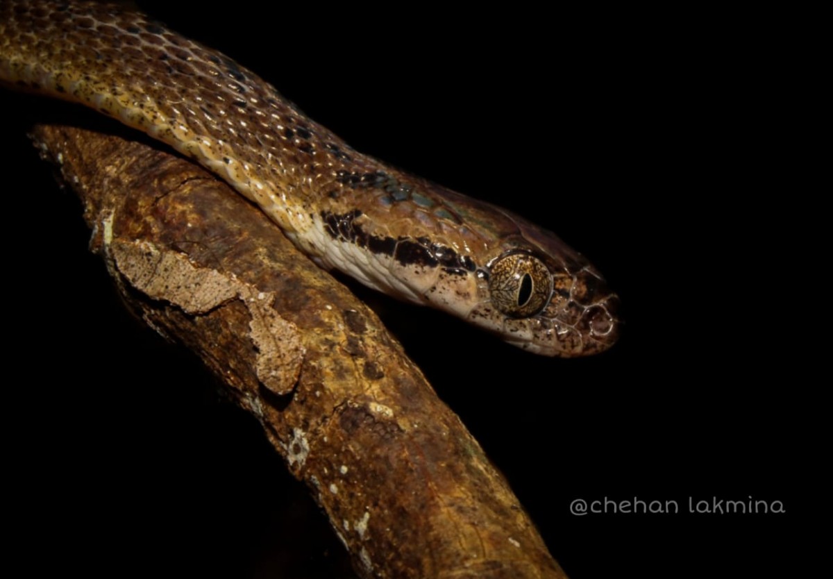 Boiga ceylonensis Gunther, 1858